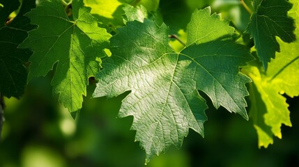 Vibrant Green Leaves in Natural Light