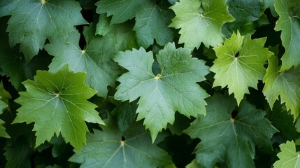 Green Vine Leaves Background