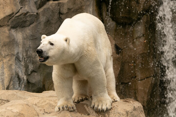 polar bear on a rock