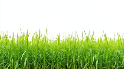 Obraz premium Fresh Green Grass on White Background