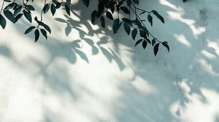 Soft Shadows of Leaves