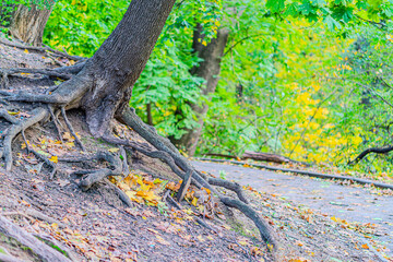 Fototapeta premium tree roots. Yellow, orange and red autumn leaves on ground in beautiful fall park. Fallen golden autumn leaves on green grass in sunny morning light yard, toned photo. Fall park landscape background