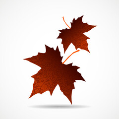 Autumn maple leaves on white background