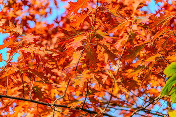 Yellow, orange and red autumn leaves on ground in beautiful fall park. Fallen golden autumn leaves on green grass in sunny morning light yard, toned photo. Fall park landscape background