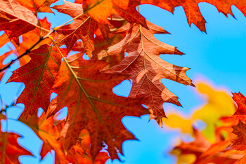 Fototapeta premium Yellow, orange and red autumn leaves on ground in beautiful fall park. Fallen golden autumn leaves on green grass in sunny morning light yard, toned photo. Fall park landscape background