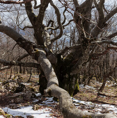 A large bare tree with a little snow left from past winter