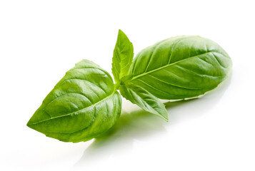 Fototapeta premium fresh green basil leaf