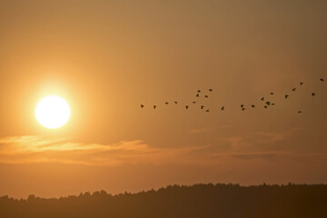A large flock of birds flying across the sunset sky. Northern Lapwing (Vanellus vanellus).