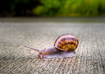 Snail
