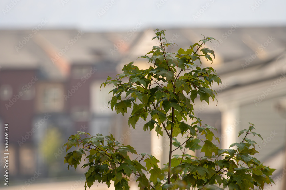 Wall mural the top leaves of a tree