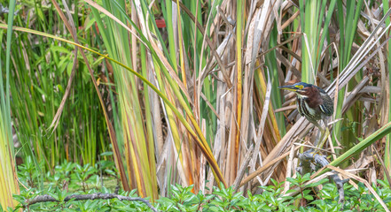 Green heron camouflaged amongst tall grasses of brown, yellow and green.