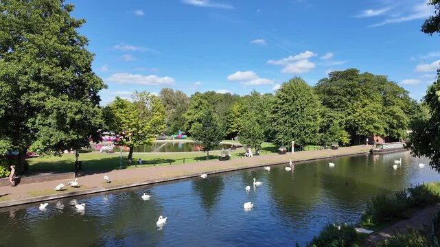 Newbury Berkshire England UK.  15.08.2024. Video.  Swans on the  Kennet and Avon canal summertime in Newbury town centre.