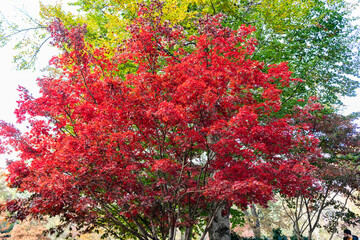 Nature in fall season. Red leaves. Autumnal sunny day. Seasonal leaves on tree. Natural autumn leaves. Autumn beauty of nature. Fall season nature. Fall leaves of maple tree. Autumn tree