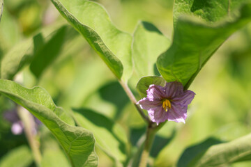 Blue Eggplant Flower