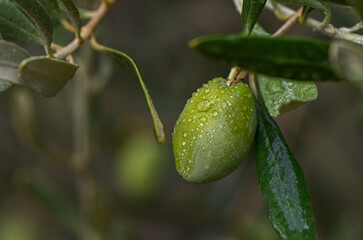 A close-up shot of a bunch of green olives on a tree branch