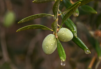 A close-up shot of a bunch of green olives on a tree branch