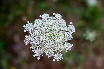 close up of a flower