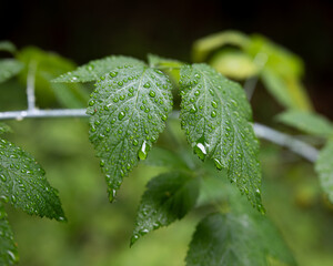 leafs with rain drops