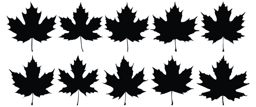 Sycamore silhouette set vector design big pack of leaf illustration and icon