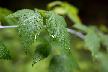 leaf with rain drops