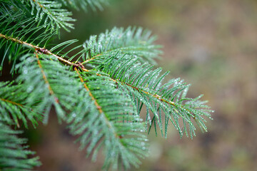 fir needles with dew