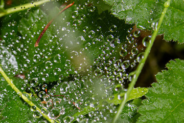 rain on web