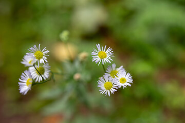 flowers in the field