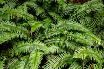 fern leaf background