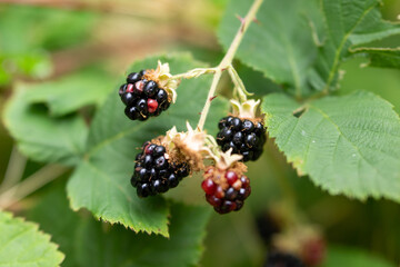 wild blackberries