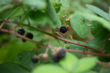 berries on branch