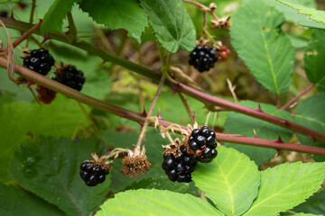 blackberry on the vine