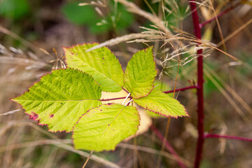 autumn leaves in the forest