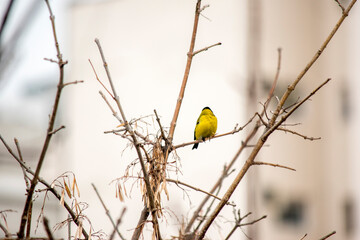 The striking black-headed bird (Spinus magellanicus)