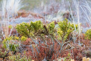 sparse vegetation on the rocky volcanic soil background, native plants on mount ngauruoe