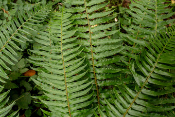 fern leaves