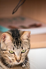 Portrait of a tabby cat