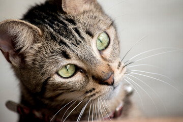 Portrait of a tabby cat