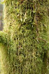 green moss on tree