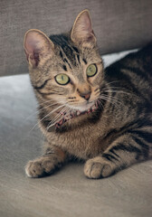 Portrait of a tabby cat