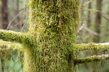 green moss on tree