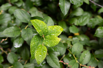 leaves with water drops