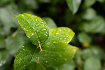water drops on leaf
