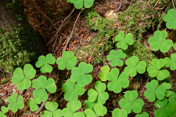 clover on forest floor