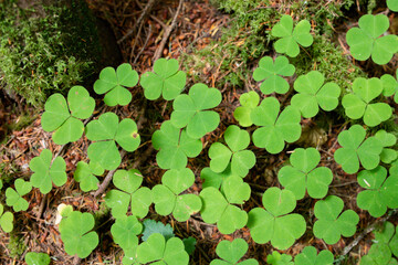 wild clover 