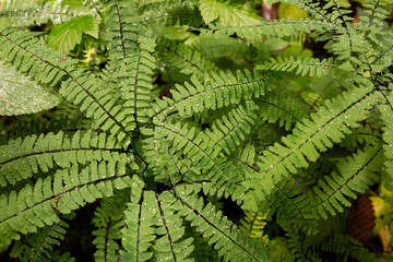 Maidenhair Fern in forest