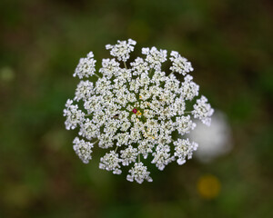 wildflower in the park