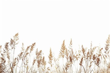 Fototapeta premium A sunny day with a beautiful field of tall grass, perfect for a serene landscape or nature photography