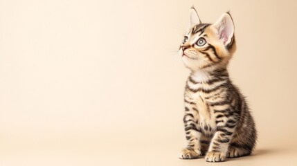 Obraz premium Adorable Bengal Kitten on Cream Background: Perfect for Your Next Project