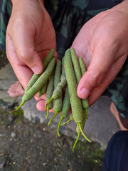 Piper betle fruit is long-shaped. can be used as a traditional medicine ingredient