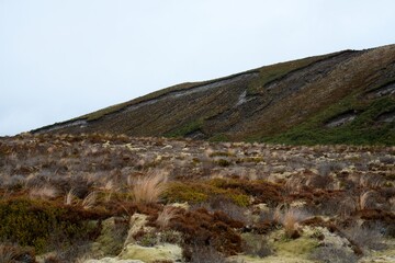 sparse vegetation on the rocky volcanic soil background, native plants on mount ngauruoe © Louis